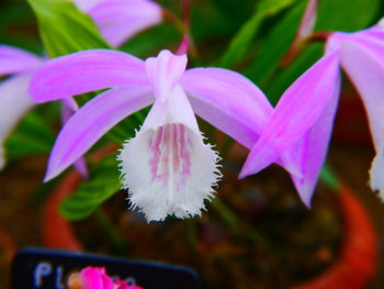 Close-up of flowers blooming outdoors