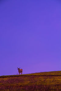 Horse on field against clear sky at night