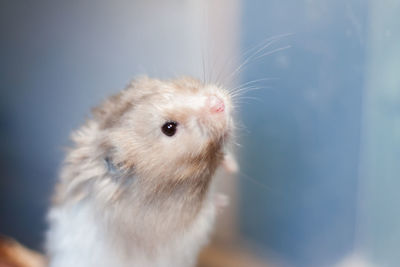 Close-up of a rabbit