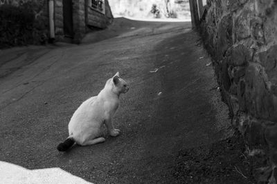 View of a cat sitting on road