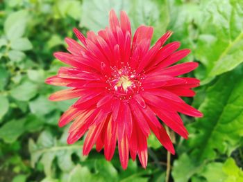 Close-up of red flower blooming outdoors