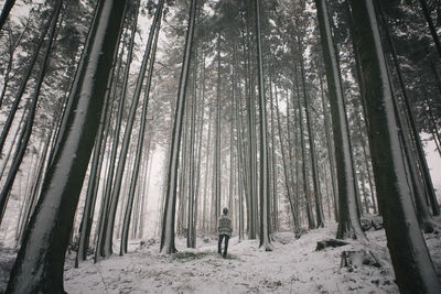 Trees in forest during winter