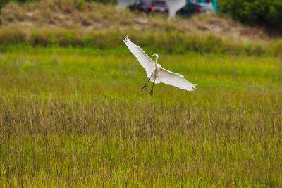 Bird flying over a field