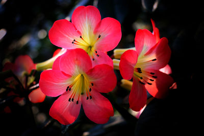 Close-up of pink flowers