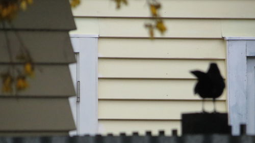 Close-up of bird perching on wall