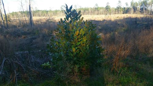 Plants growing on field