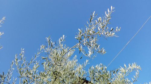 Low angle view of trees against clear blue sky