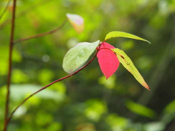 Close-up of red leaves on plant