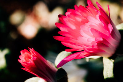 Close-up of pink flower blooming outdoors