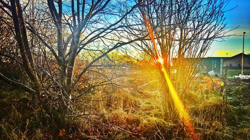 Low angle view of trees against sky