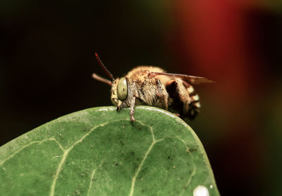 Close-up of insect on leaf