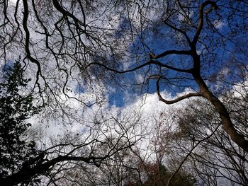 Low angle view of bare tree against sky