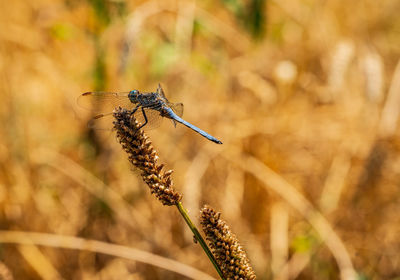 Close-up of insect on plant