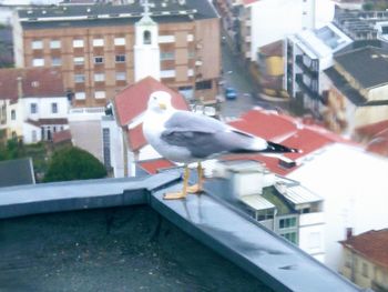 Close-up of seagull perching on city