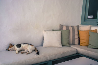 Cat relaxing on bench