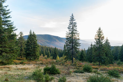 Pine trees in forest against sky