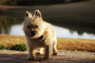 Close-up portrait of cairn terrier 