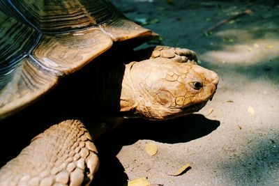 Close-up side view of a turtle