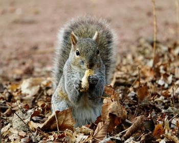 Close-up of squirrel eating