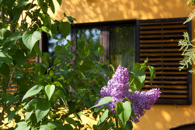 Purple flowering plant in yard