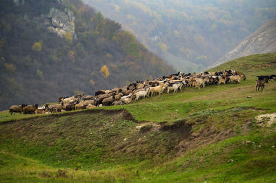 View of sheep grazing on field