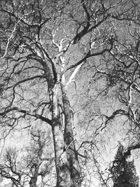 Low angle view of bare tree against sky