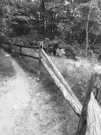 Footpath in forest