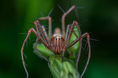 Close-up of insect on leaf