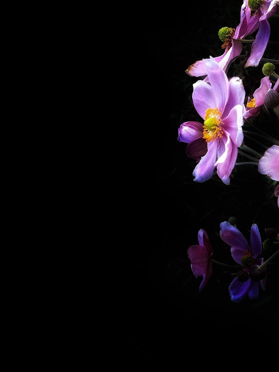 flower, flowering plant, vulnerability, petal, fragility, freshness, beauty in nature, plant, close-up, flower head, inflorescence, studio shot, copy space, black background, growth, nature, pink color, no people, botany, indoors, pollen, springtime, purple