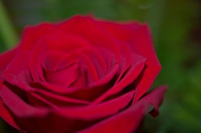 Close-up of red rose