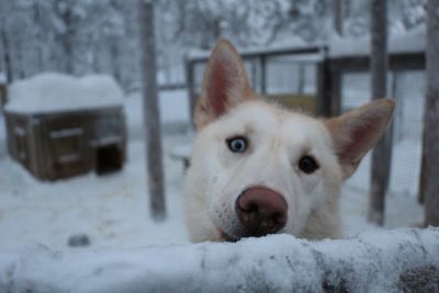 Close-up portrait of white dog in snow