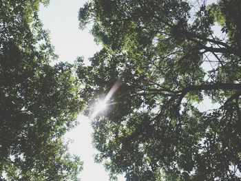 Low angle view of trees against sky