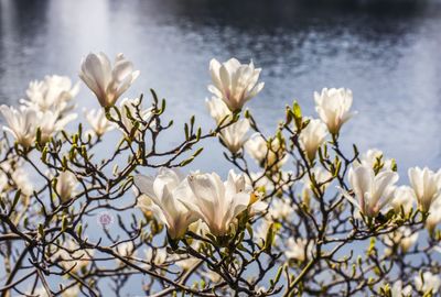 Close-up of white flowering plant