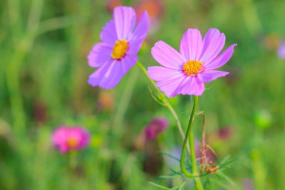 Close-up of flowers blooming outdoors