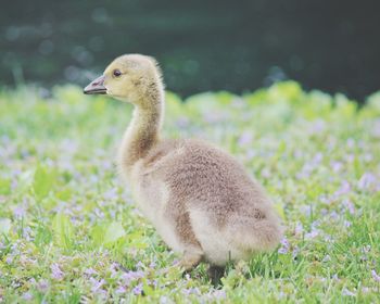 Close up of a bird on grass