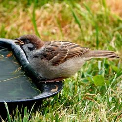 Close-up of a bird perching on grass