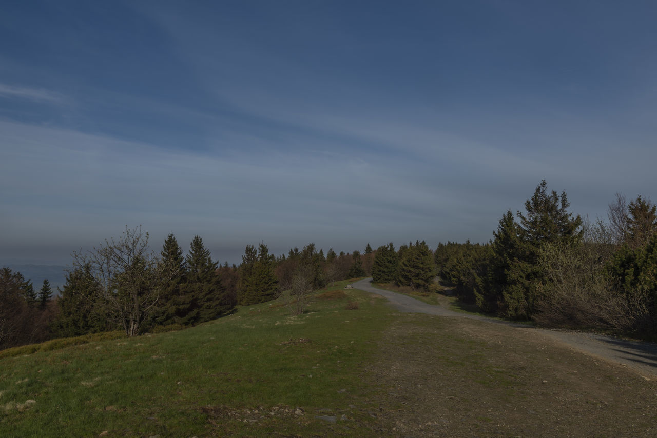 ROAD BY TREES AGAINST SKY