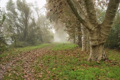 Trees in forest