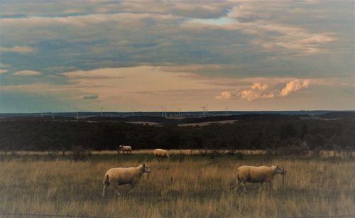 Sheep on riverbank against sky