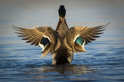 Bird flying over water