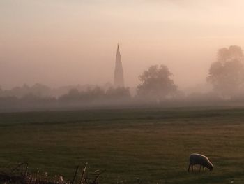 View of horse on field against sky