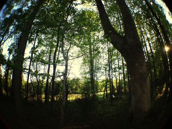 Trees in forest