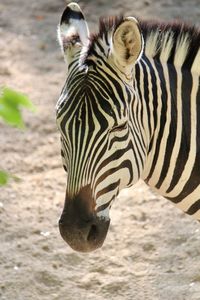 Close-up of a zebra