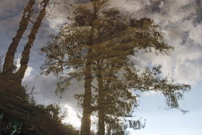 Low angle view of trees against sky