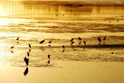 Flock of birds on beach