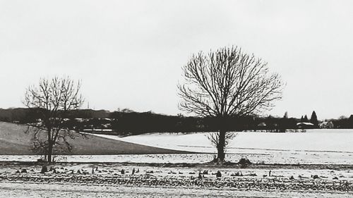 Bare trees on landscape
