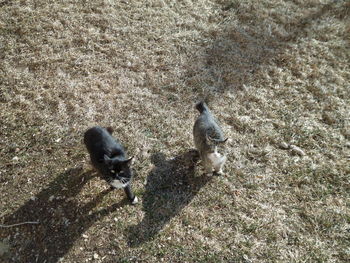 Close-up of young bird