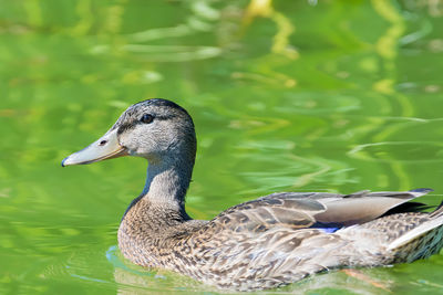 Close-up of duck swimming on lake