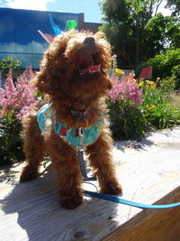 Close-up of dog on flower