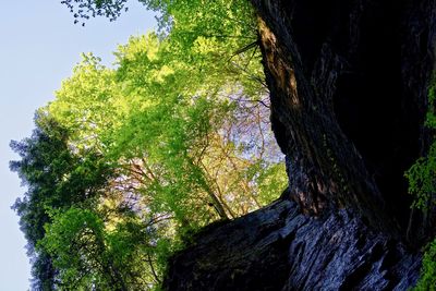 Low angle view of tree in forest